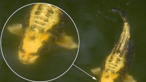 Heboh Ikan Berwajah Manusia, Ini Video Viralnya