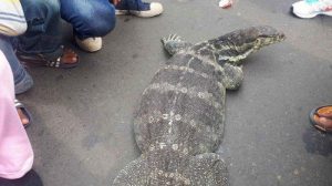 Biawak Raksasa Sumbat Saluran Air di Jakarta, Petugas Kaget Bukan Kepalang
