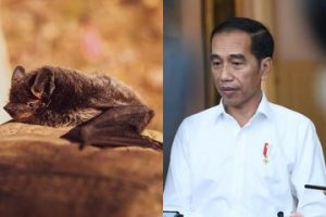 Diduga Sebagai Sumber Virus Corona, Jokowi Pernah Menikmati Sup Kelelawar
