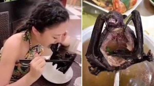 Sup Kelelawar Ini Diduga Menyebarkan Virus Corona di China