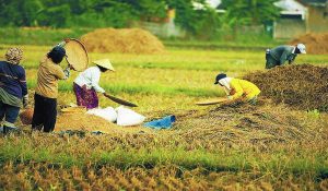MANAJEMEN BISNIS UNTUK PERTANIAN INDONESIA