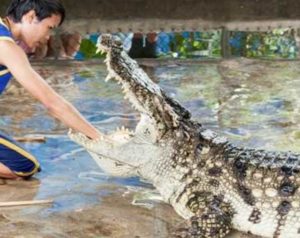 Ngeri, Buaya Gigit Kaki Ketua DPRD Bangka Saat Cuci Tangan di Kebun Sawit