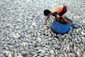 Penambak Rugi, Ratusan Ton Ikan di Danau Maninjau Mati Massal Mendadak