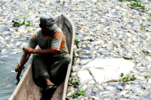 Terus Bertambah, Ikan Mati Massal di Danau Maninjau Capai 500 Ton