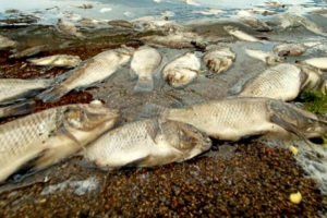 Gawat! 500 Ton Ikan di Danau Maninjau Mati, Ternyata ini Penyebabnya