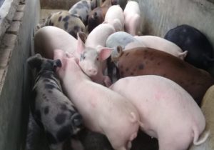 Bahaya Virus ASF!, Ternak Babi Dibatasi Masuk ke Mentawai