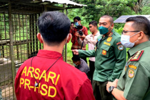 Puti Maua Agam, Seekor Harimau  Sumatera Berhasil Dievakuasi di Dharmasraya