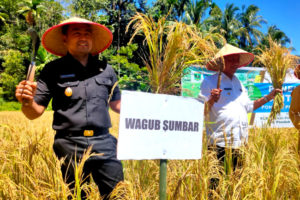 Gagal 2021, Sumbar Tak Jera Pasang Target Produksi Padi 1,5 Juta Ton Tahun 2022