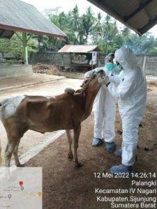 Penyakit Mulut dan Kuku Serang Ternak di Sumbar, Disnak Sumbar Perketat pengawasan Sapi Masuk