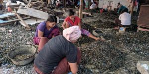 Salah Satu Tempat Tersibuk Adalah Kampung Pengupas Kerang Hijau Jakarta Utara