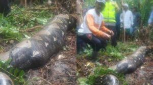 Salah Satu Warga Jambi Jadi Korban Keganasan Ular Piton Sepanjang 7 m