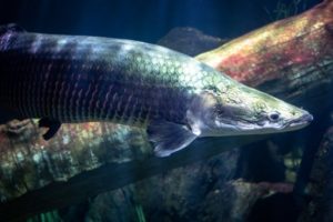 Tren Mode di New York Berasal Dari Kulit Ikan Arapaima Asal Sungai Amazon