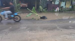 Protes Jalan Berlubang, Warga Maransi Padang Tanam Pohon Pisang di Tengah Jalan