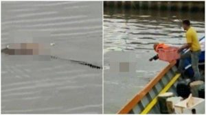 Buaya Sungai Mahakam Antar Jasat Bayi Ke Pinggir Sungai