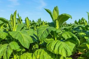 Disamakan Dengan Narkotika RUU Kesehatan Disebut Rugikan Industri dan Petani Tembakau