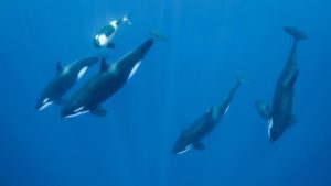 Kisah Penyelam Takjub Bertemu Paus Pembunuh di Perairan Bawah Laut Gorontalo