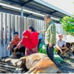 H Beny Saswin Nasrun Bagikan Seribu Paket Daging Kurban ke Masyarakat Lubuk Alung