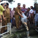 Bupati Pasaman Sabar AS, Lepas Bibit Ikan Larangan di Batang Baduik Padang Gelugur