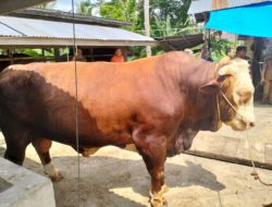 Presiden Berkurban Sapi Seberat 1.010 ton di Sumbar