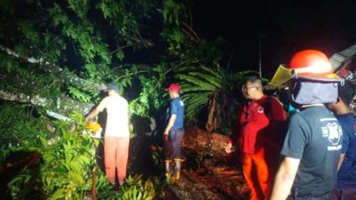 BPBD Padang Bersihkan 7 Pohon Tumbang