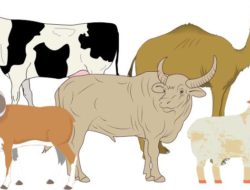 Seribuan Lebih Hewan Kurban Disembelih di Bukittinggi