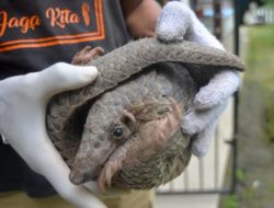 Gakkum LHK Sumatera Sebut Kerugian Perburuan Trenggiling Besar