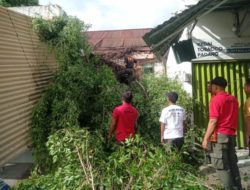 Pohon Beringin Tumbang di Padang