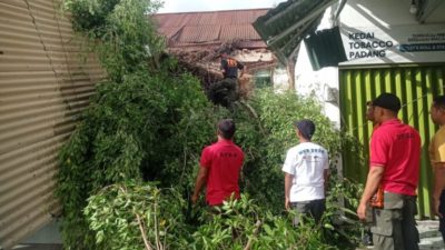 Pohon Beringin Tumbang di Padang
