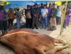 Perdana Kunjungi Nagari Aia Manggih Barat, Bupati Pasaman Serahkan Sapi Kurban Bantuan Presiden