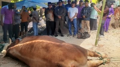 Perdana Kunjungi Nagari Aia Manggih Barat, Bupati Pasaman Serahkan Sapi Kurban Bantuan Presiden