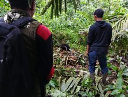 Berjuang Selamatkan Satwa Langka, BKSDA Pasaman Evakuasi Anak Beruang dari Jerat Warga