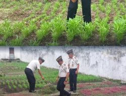 Pastikan Kesiapan Panen Raya, Karutan Lubuk Sikaping Tinjau Langsung Kebun Ketahanan Pangan