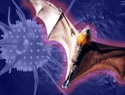 Virus Nipah Muncul Lagi di India, Menkes Minta Warga RI Hati-Hati Konsumsi Buah Tanpa Kulit