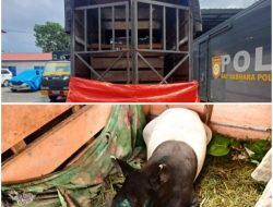 Operasi Gabungan Polres Pasaman–BKSDA Gagalkan Pengangkutan Tapir