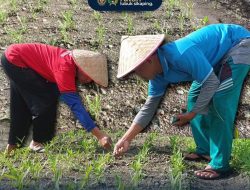 Dorong Ketahanan Pangan, Rutan Lubuk Sikaping Perkuat Kemandirian WBP Melalui Perawatan Tanaman SAE