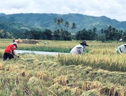 Swasembada Pangan Bukan Sekadar Klaim, Produksi Gabah Daerah Jadi Bukti   