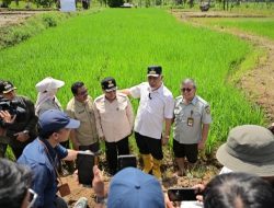 Pemerintah Percepat Pemulihan Lahan Terdampak Bencana dan Antisipasi Kekeringan Melalui Gerakan Tanam Serempak 50 Ribu Hektare