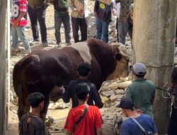 Lambo, Sapi Kurban 1,2 Ton Milik Wagub Sumbar Hebohkan Warga Pelosok Pasaman