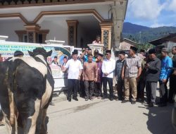 Presiden Prabowo Salurkan Sapi Kurban ke Pasaman, Bupati Welly: Bukti Kepedulian hingga ke Daerah