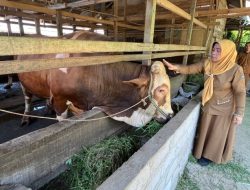 Sapi Kurban Presiden Prabowo untuk Limapuluh Kota Capai 1,1 Ton, Hasil Inseminasi Buatan Lokal