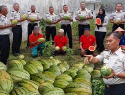 Panen Semangka, Rutan Lubuk Sikaping Perkuat Ketahanan Pangan dan Pembinaan Kemandirian WBP