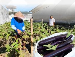 Panen Terong Rutin di Rutan Lubuk Sikaping, Wujud Nyata Pembinaan dan Kemandirian Pangan WBP