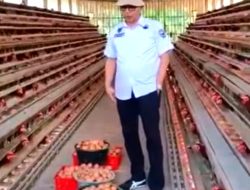 DPM Pasaman Monitoring Usaha BUMNag Sentosa Jaya Bersama, Perkuat Ketahanan Pangan dan Ekonomi Nagari