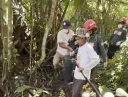 Anak Beruang Madu Terjerat Berhasil Dievakuasi BKSDA Pasaman, Warga Diimbau Tetap Waspada