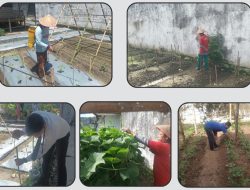 Dukung Ketahanan Pangan, Rutan Lubuk Sikaping Intensifkan Perawatan Tanaman Holtikultura di Sarana Edukasi Asimilasi