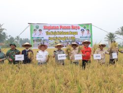 Bupati Welly Suhery Turun Langsung Panen Raya Aia Manggih, Dorong Kemandirian Pangan Nagari